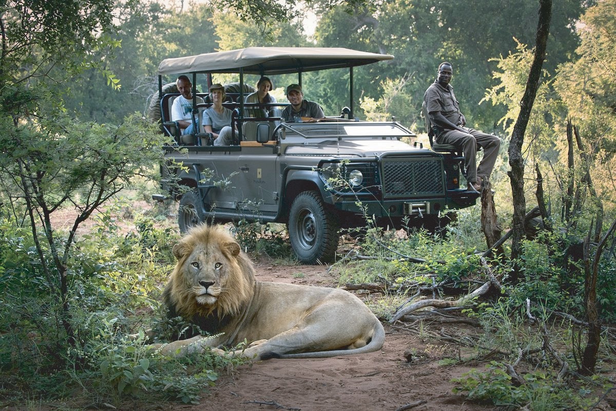 Lion resting beside a safari vehicle on an East African game drive