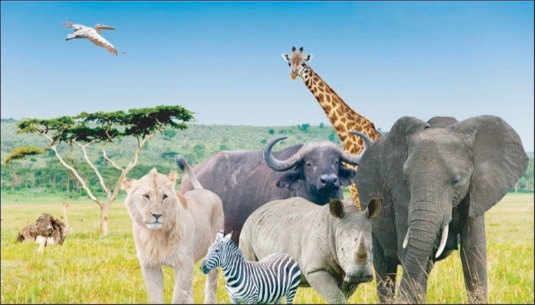 East African wildlife safari experience
